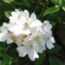 찔레꽃/차성우 이미지