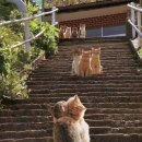 댕댕이 컷 이미지