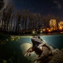 나무물고기 이미지