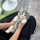 야옹아멍멍해봐삼각점 네이버블로그