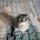 (고양이 발견) 고양이 주인을 찾습니다. 부산시 부산진구 양정 롯데갤러리움 옆에 M&S빌딩 부근에서 목격함! 이미지