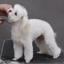 Coco Grooming 이미지
