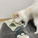 몬스터츄 이미지