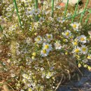 하늘달빛로R | 영종 투어 / 영종도 / 바다 / 카페추천 / 민트초코