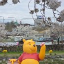 대동천 | 대전가볼만한곳 소제동 벚꽃 나들이 대동천 푸우 팝업스토어 푸크닉 후기