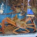 울진마트 | 울진 대게 맛집 백암대게회마트, 박달홍게 반반 솔직후기