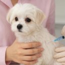 나리울동물병원 이미지