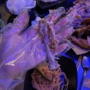 무명통닭