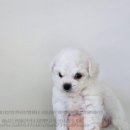 버디독 강아지분양 안심분양센터 시흥점 이미지