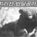 호랑이와 반달곰 이미지