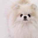 살롱드퍼피 이미지