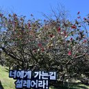 충남 서천 마랑리 마량숲 이미지