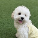 주식회사 견생상점 | 대전 선화동 애견카페 견우재 강아지 운동장 강아지 레스토랑 내돈내산 솔직 후기