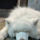 사랑이 머무는 집 | 홍대 사모예드 애견 카페 후기] 🐾 “겨울이 머무는 집” 내돈내산 후기 (위치, 가격, 분위기, 후기 총정리)