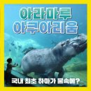 하마볼