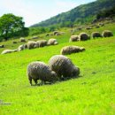 안양목장 이미지