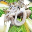 낙지세상 이미지