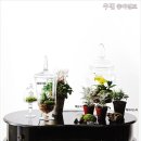 식물안 이미지