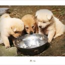 똥강아지 이미지