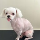 한일애견미용실 이미지