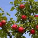 사과나무 이미지