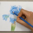 보테니컬아트(색연필그림) 이미지