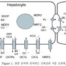 담즙정체성 간질환(Cholestatic Liver Diseases) 이미지