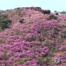 '맑은 초여름 날씨'…진달래꽃 만끽하는 등산객들 이미지