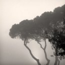 The Fog 이미지