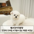 미대언니들 애견샵 | 별내강아지분양 건강하고 귀여운 아가들이 있는 저렴한 애견샵