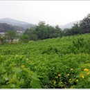 하늘누에 이미지