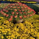 배산체육공원 건너편 이미지