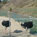 구룡목장2 이미지