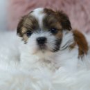 모던켄넬 이미지