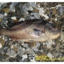 송악 낚시터 이미지