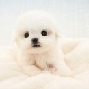 야옹아 멍멍해봐 강아지고양이 평택점 | 평택강아지분양 필독 가이드