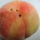 엄지초장 이미지