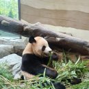 루이하우스 | 에버랜드 판다세컨하우스 루이 후이 씨라이언빌리지 공연 관람 후기