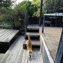 카페코지 | 서귀포시 숨은 명소,나만 알고 싶은곳 <게우지코지카페> 방문 후기!