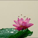 도반 이미지