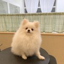 댕댕포유 이미지