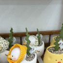 [꽃,다움]동탄목동꽃집 24시 무인꽃집 꽃다움 후기(미니화분, 꽃다발)