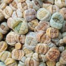 보석상자 이미지