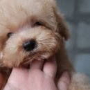 탑클래스 퍼피 이미지