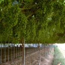 다래농원 이미지