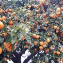 라하농장 이미지