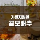 곰보배추효능 기관지에좋은차 이미지