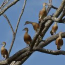 깃털휘파람오리 [휘파람나무오리, Plumed whistling duck (Dendrocygna eytoni)] 이미지