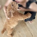 돼지런한 24시간 | 정자동 브런치 | 판교 딤섬 | 판교 스크린골프 | 판교 코인노래방
