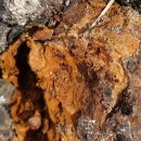 황금버섯 이미지